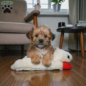 CODY, Morkie / Yorktese Puppy