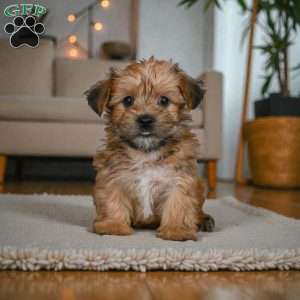 CODY, Morkie / Yorktese Puppy