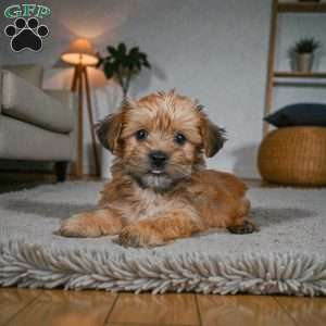 CODY, Morkie / Yorktese Puppy