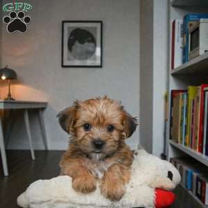 CODY, Morkie / Yorktese Puppy