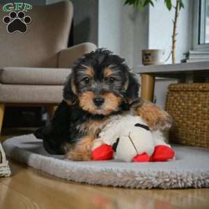 Jasper, Yorkie Puppy