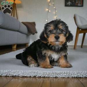 Jasper, Yorkie Puppy