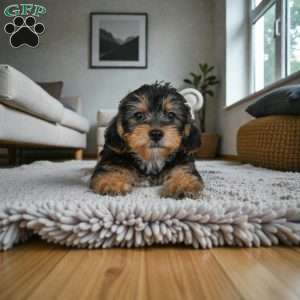 Jasper, Yorkie Puppy