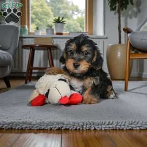 Jasper, Yorkie Puppy