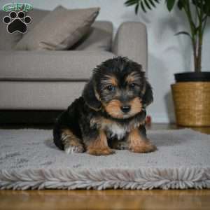 Jasper, Yorkie Puppy