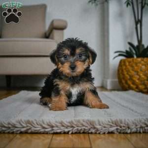 Gus, Yorkie Puppy