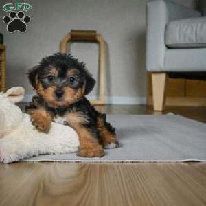 Gus, Yorkie Puppy