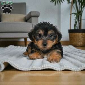 Gus, Yorkie Puppy