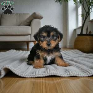Gus, Yorkie Puppy