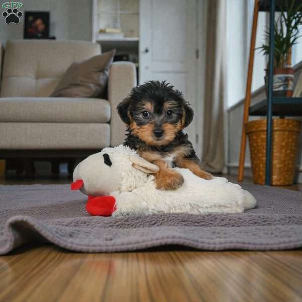 Gus, Yorkie Puppy