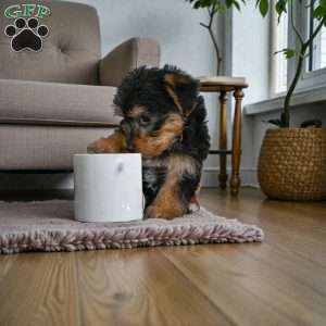 Gus, Yorkie Puppy