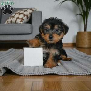 Gus, Yorkie Puppy