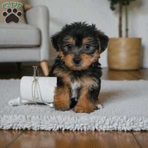 Gus, Yorkie Puppy