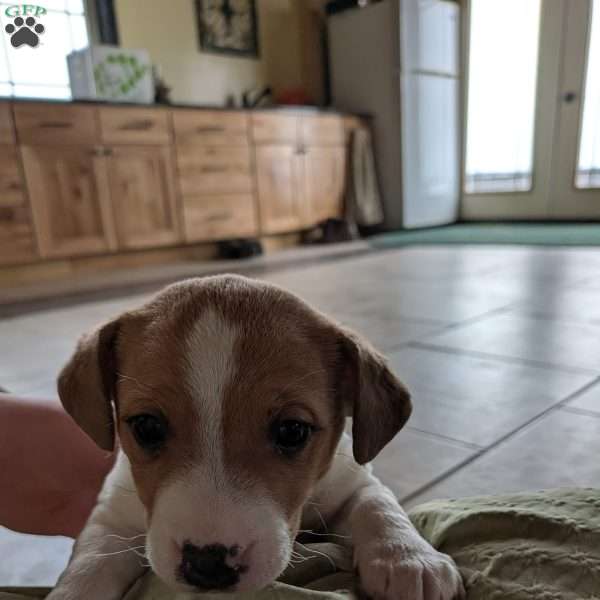Delilah, Jack Russell Terrier Puppy