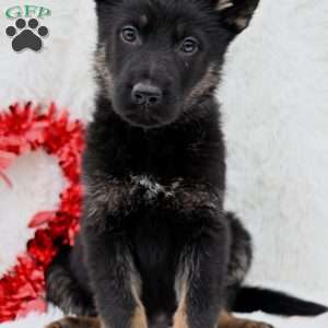 Zeke, German Shepherd Puppy