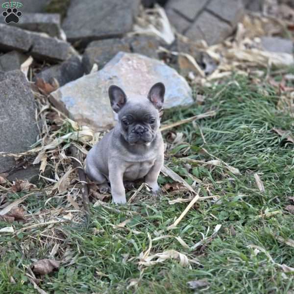 Axel, French Bulldog Puppy