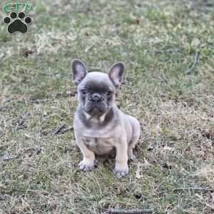 Axel, French Bulldog Puppy