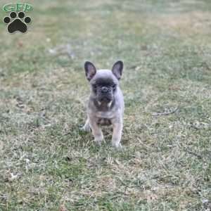 Axel, French Bulldog Puppy