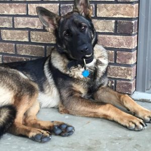 Mary Miller,  Breeder