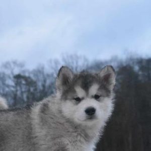 John & Anne Riehl, Bernese Mountain Dogs-English Cream Golden Retrievers Breeder