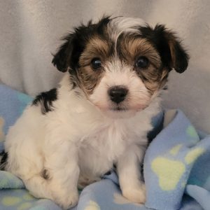 Carolyn Zimmerman,  Breeder