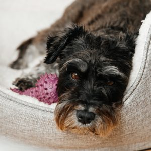 Reuben King, View Puppies Breeder