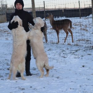 Reuben Nisley,  Breeder