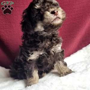 Teddy, Toy Poodle Puppy