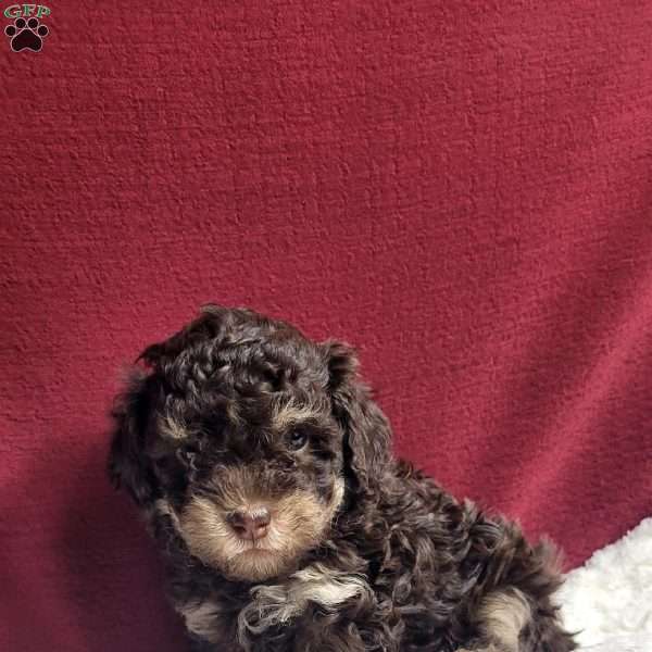 Teddy, Toy Poodle Puppy