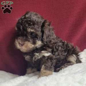 Teddy, Toy Poodle Puppy