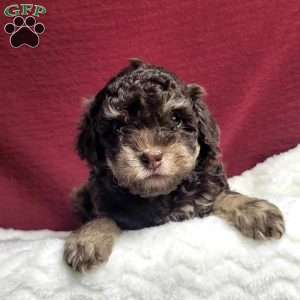 Teddy, Toy Poodle Puppy