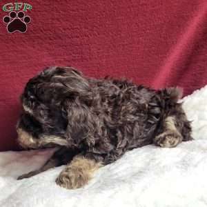 Teddy, Toy Poodle Puppy