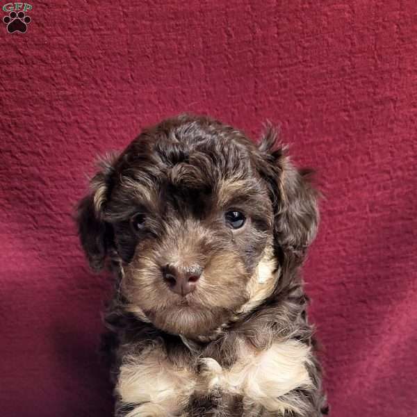 Snuggles, Toy Poodle Puppy