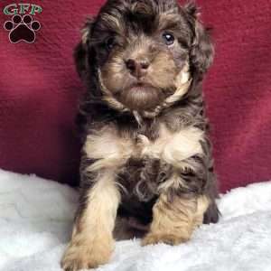 Snuggles, Toy Poodle Puppy