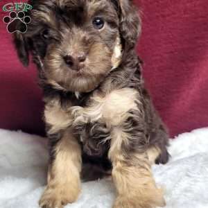 Snuggles, Toy Poodle Puppy