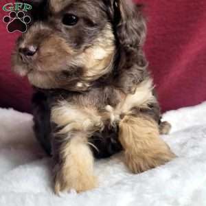 Snuggles, Toy Poodle Puppy