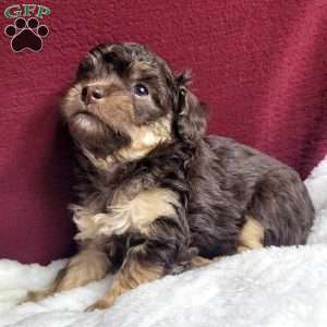 Snuggles, Toy Poodle Puppy