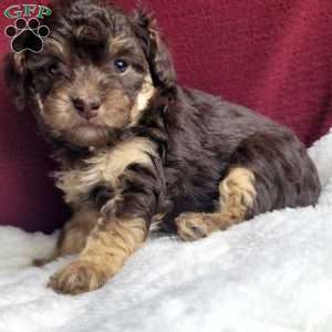 Snuggles, Toy Poodle Puppy