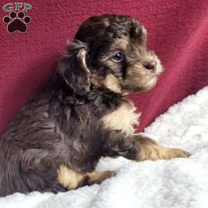 Kisses, Toy Poodle Puppy