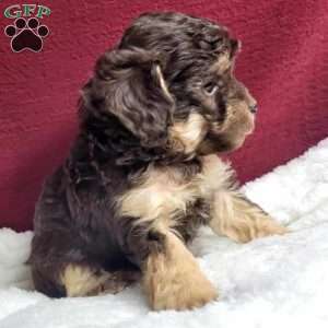 Kisses, Toy Poodle Puppy