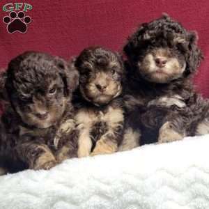 Kisses, Toy Poodle Puppy