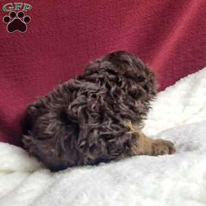 Kisses, Toy Poodle Puppy