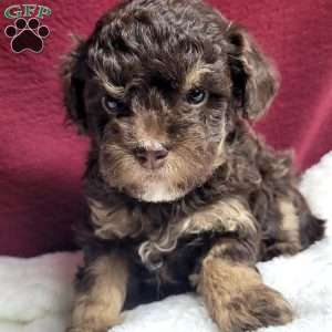 Kisses, Toy Poodle Puppy