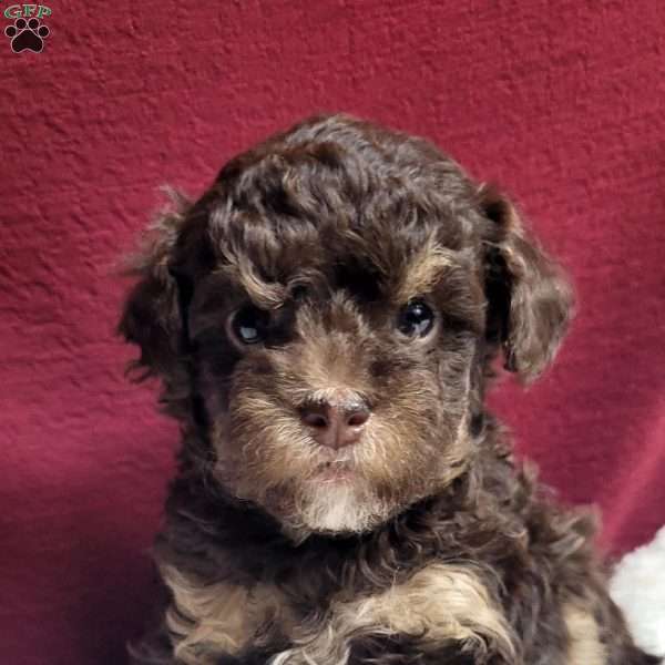 Kisses, Toy Poodle Puppy
