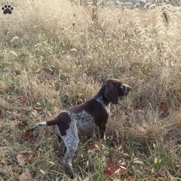 Rosco, German Shorthaired Pointer Puppy