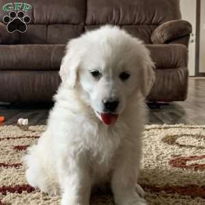 Templeton, English Cream Golden Retriever Puppy