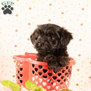 Jimbo, Yorkie Poo Puppy