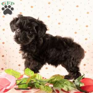 Jimbo, Yorkie Poo Puppy