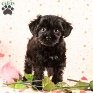Jimbo, Yorkie Poo Puppy