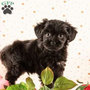Jimbo, Yorkie Poo Puppy